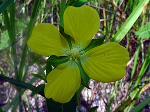 Ludwigia octovalvis