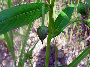 Ludwigia octovalvis