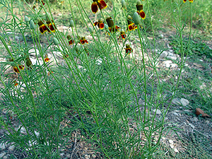 Ratibida columnaris