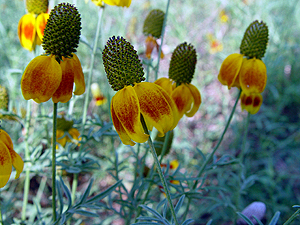 Ratibida columnaris