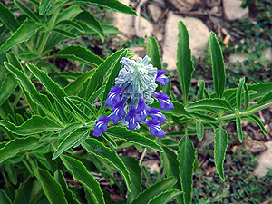 Salvia farinacea