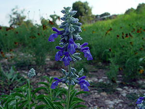 Salvia farinacea