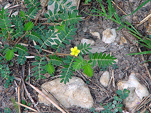 Tribulus terrestris