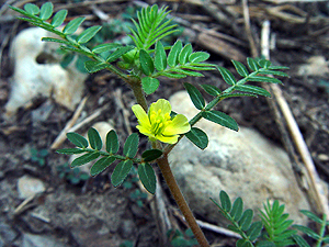 Tribulus terrestris