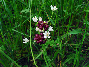 Allium canadense