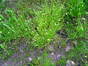 Allium canadense