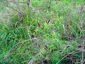 Amorpha fruticosa