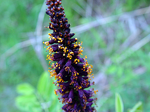 Amorpha fruticosa