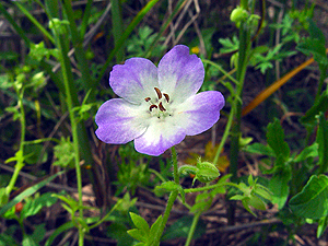 Nemophila phacelloides