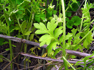 Nemophila phacelloides