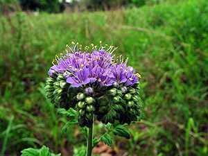 Phacelia congesta