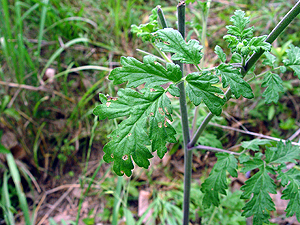 Phacelia congesta