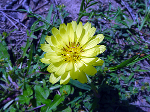 Pyrrhopappus pauciflorus