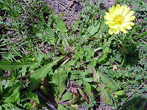 Pyrrhopappus pauciflorus