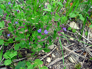 Scutellaria drummondii