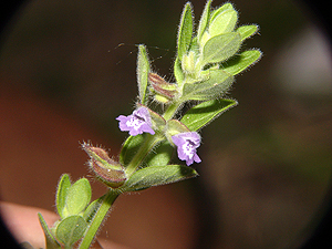 Scutellaria drummondii