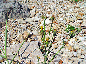 Centaurea melitensis