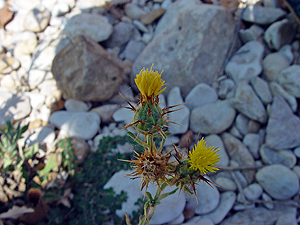 Centaurea melitensis