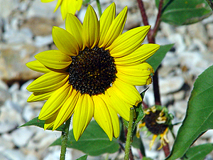 Helianthus annuus