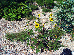 Helianthus annuus