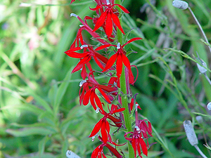 Lobelia cardinalis