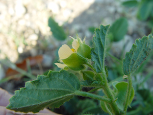 Sida abutifolia