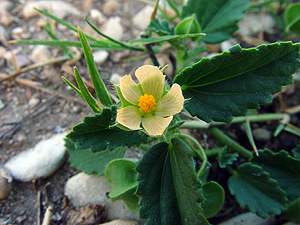 Sida abutifolia