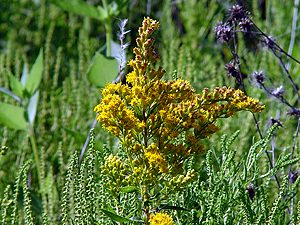 Solidago altissima