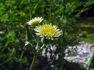 Sonchus oleraceus