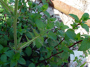 Sonchus oleraceus