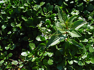 Veronica anagallis-aquatica