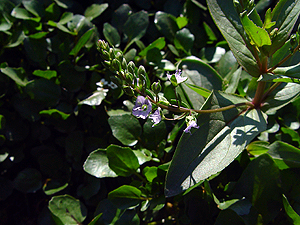 Veronica anagallis-aquatica