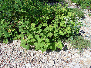 Xanthium strumarium