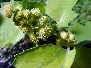 Xanthium strumarium