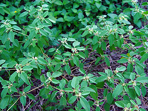 Croton monanthogynus