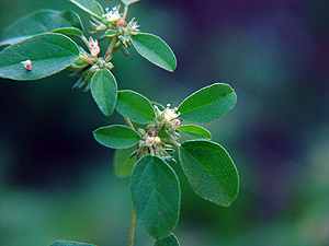 Croton monanthogynus