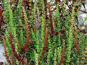 Rumex pulcher