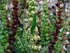 Rumex pulcher