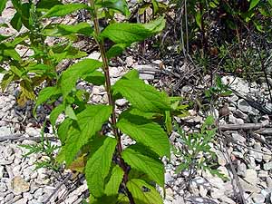 Teucrium canadense