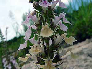 Teucrium canadense