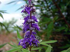 Vitex agnus-castus