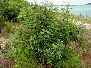 Vitex agnus-castus