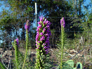 Liatris mucronata