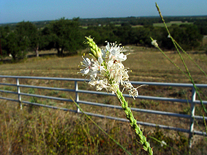 Stenosiphon linifolius