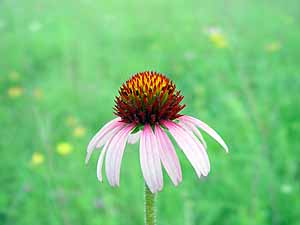 Echinacea purpurea