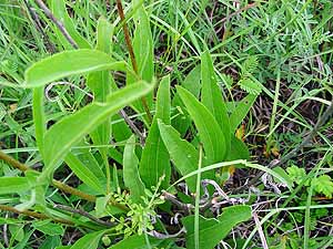 Echinacea purpurea