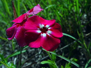 Phlox drummondii