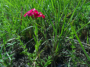 Phlox drummondii