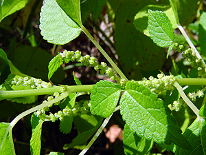 Boehmeria cylindrica