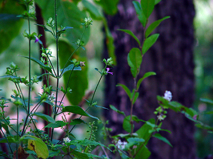 Dicliptera brachiata